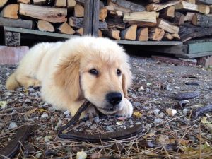 Is Rubber Mulch Safe for Pets
