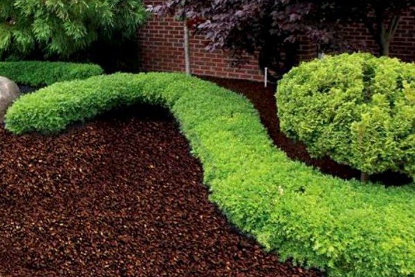 Curving brown rubber mulch bed with boxwood hedge