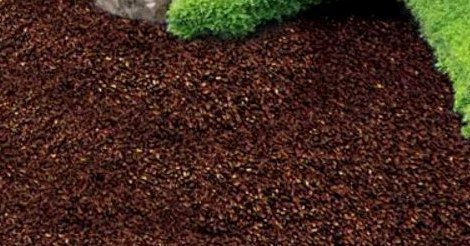 Close view of rich brown rubber mulch surface