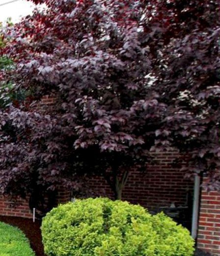 Ornamental tree over a brown rubber mulch bed