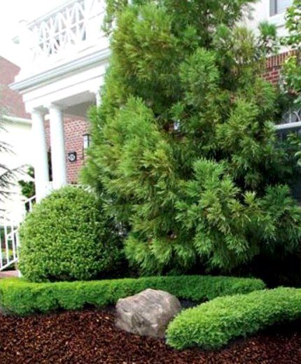 Front entrance landscaping over brown rubber mulch