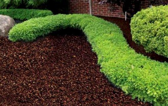 Clean edge where boxwood meets brown rubber mulch